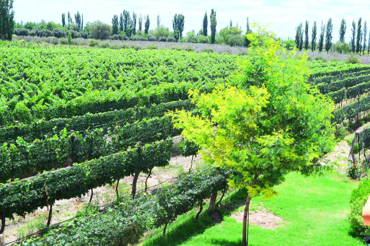 Chaglasian Wine & Suites San Rafael Dış mekan fotoğraf