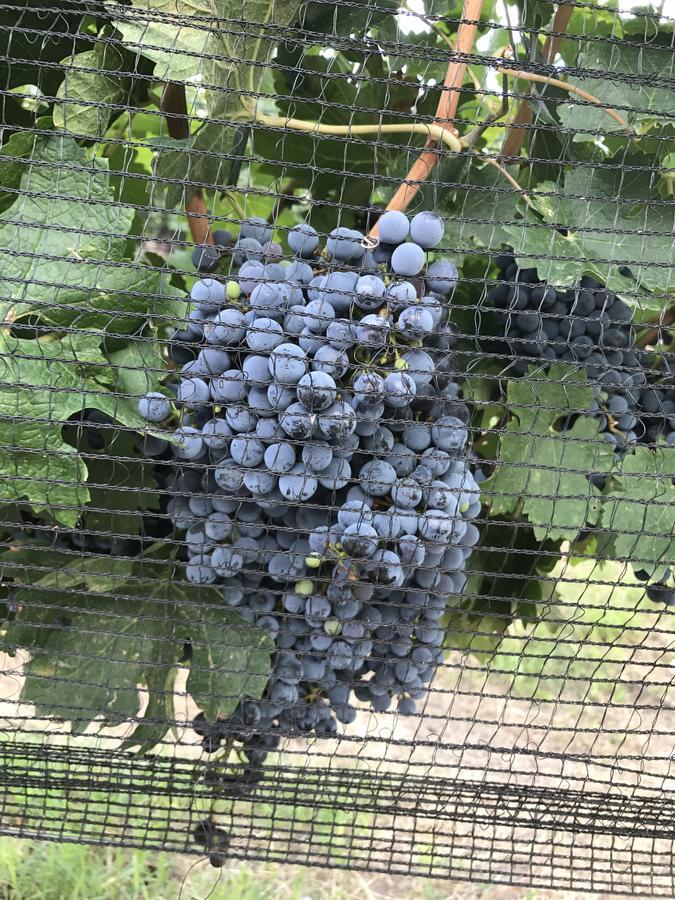 Chaglasian Wine & Suites San Rafael Dış mekan fotoğraf