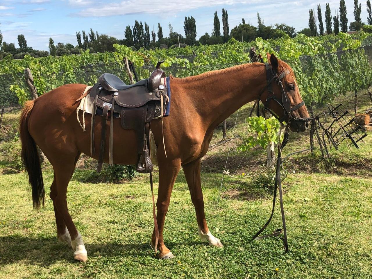 Chaglasian Wine & Suites San Rafael Dış mekan fotoğraf